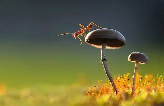 Macro Fotograf Atolyesi 1